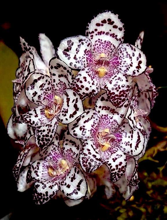 Yahoo!オークション - 洋蘭原種 (514) 超希少種 Bulbophyllum Yahoo!オークション - 洋蘭原種 (514) 超希少種 Bulbophyllum