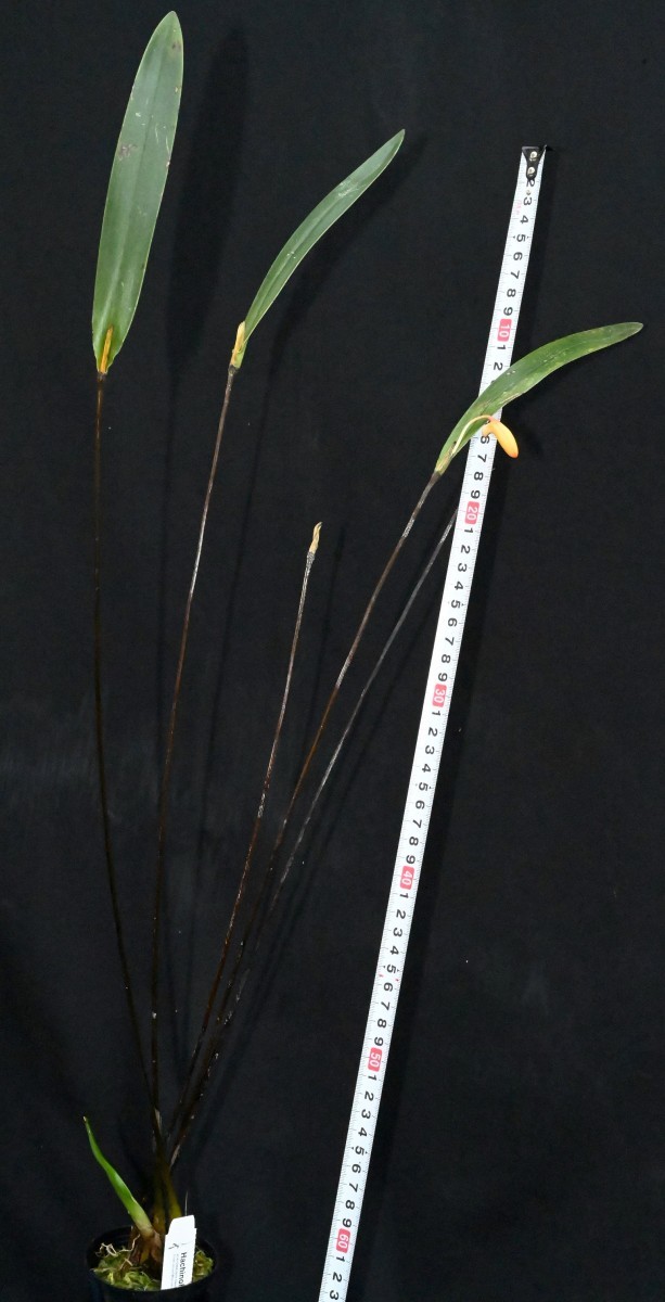 洋蘭原種 (869) パプア最高に美しいデンドロビューム、希少種 Den. (=Diplocaulobium) auricolor デンドロビューム アウリカラー 6