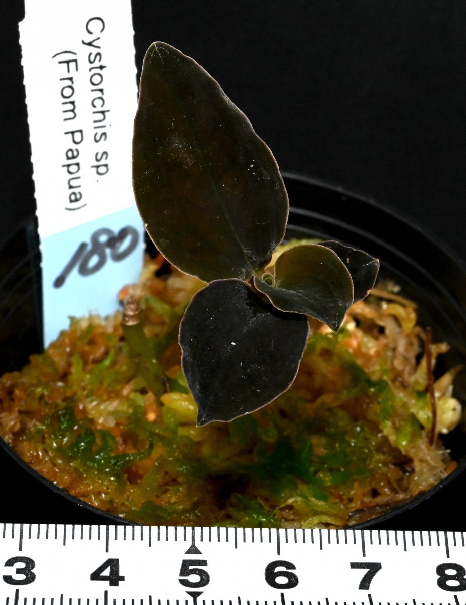 洋蘭原種 (180) パプア原産 黒っぽいジュエルオーキッド Cystorchis sp