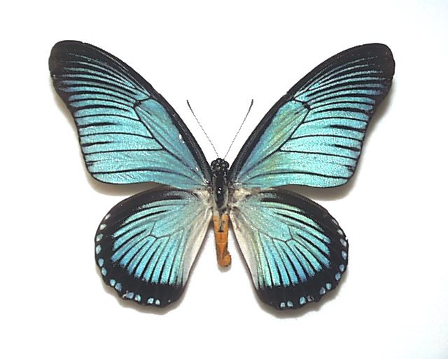 外国産蝶標本 ザルモクシスオオアゲハ A-♂ RCA 産