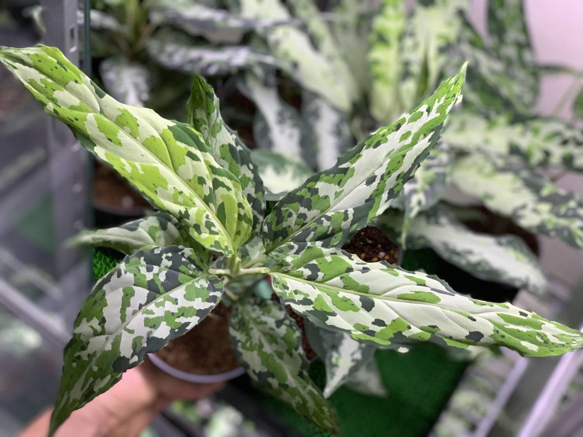 AZ便アグラオネマピクタム ファントム Aglaonema pictum Phantom WS