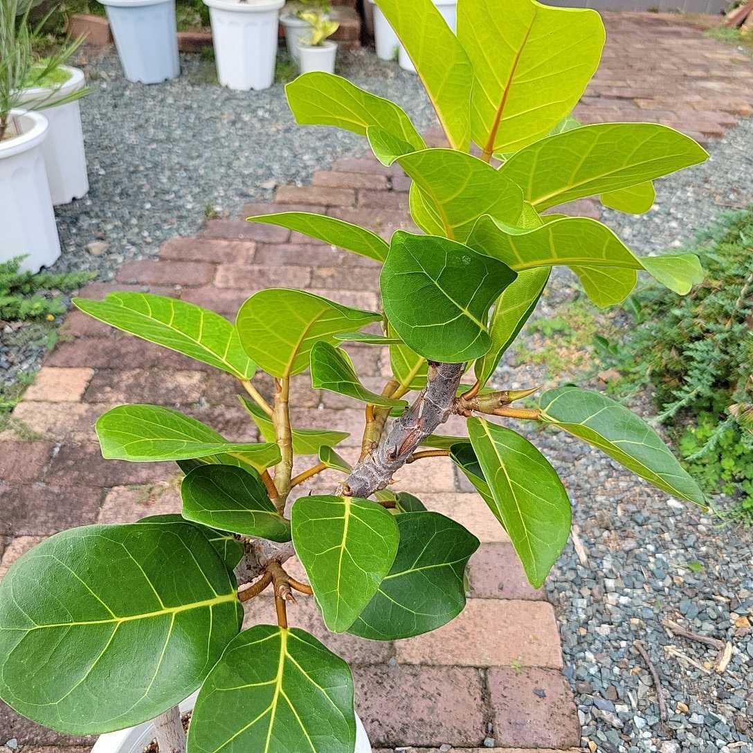 フィカス アフリカンプリンス レア 希少 観葉植物 ゴムの木 NO6 フィカス アフリカンプリンス レア 希少 観葉植物 ゴムの木 NO6