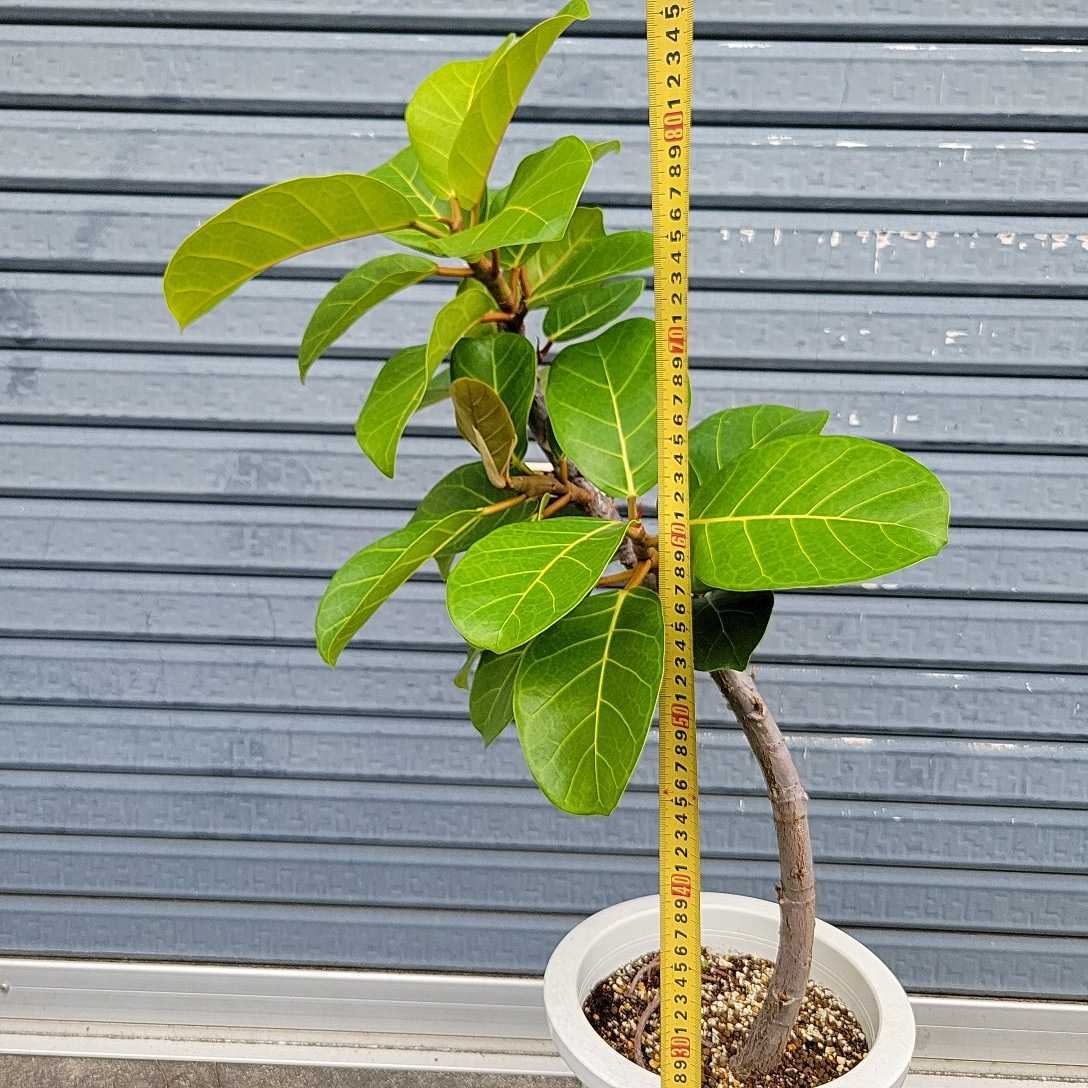 フィカス アフリカンプリンス レア 希少 観葉植物 ゴムの木 NO6 フィカス アフリカンプリンス レア 希少 観葉植物 ゴムの木 NO6