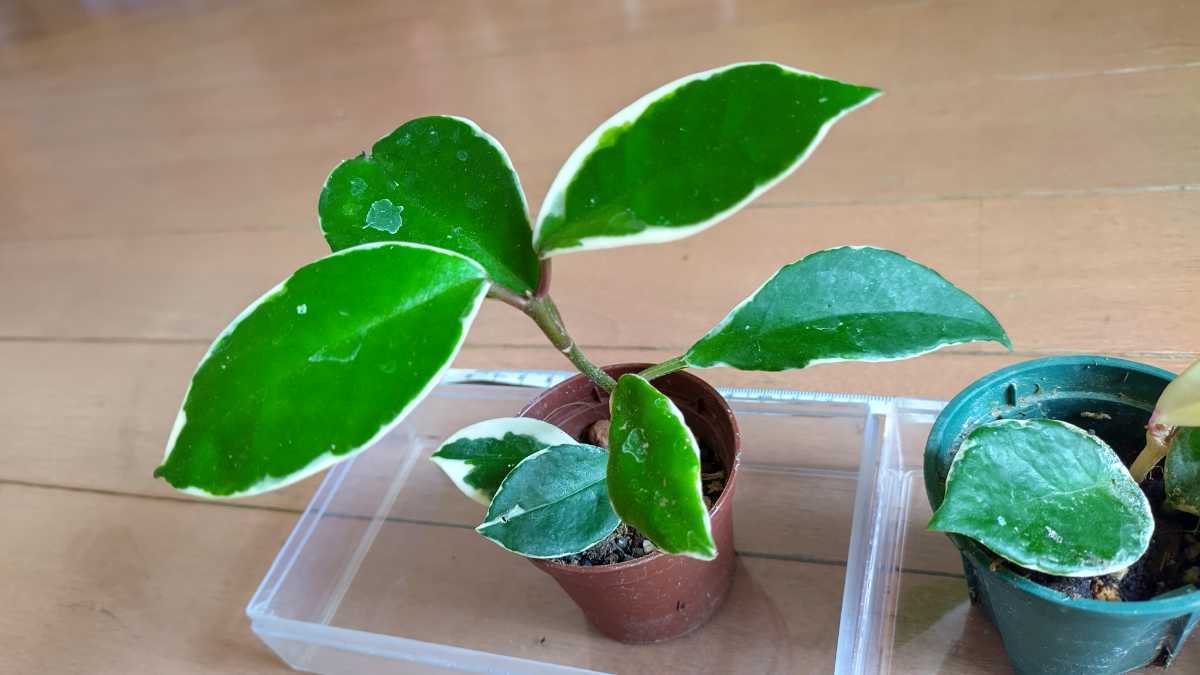 業務用卸値 ホヤ カルノーサ ノバゴースト arlandscapinglynn.com