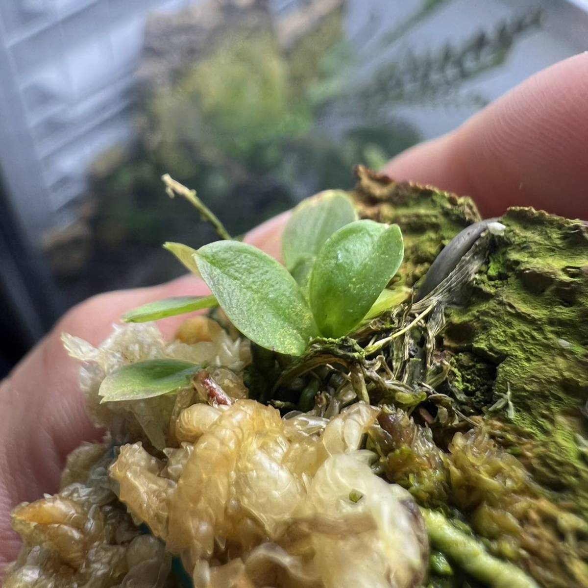 Lepanthes telipogoniflora 小型着生蘭 パルダリウム 希少洋蘭 原種