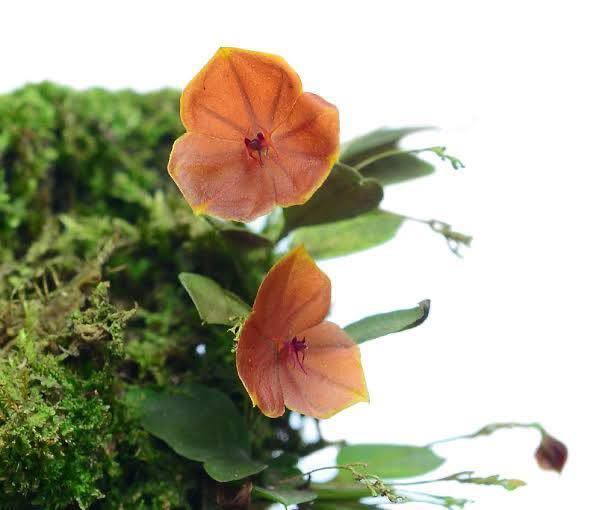 Lepanthes telipogoniflora 小型着生蘭 パルダリウム 希少洋蘭 原種