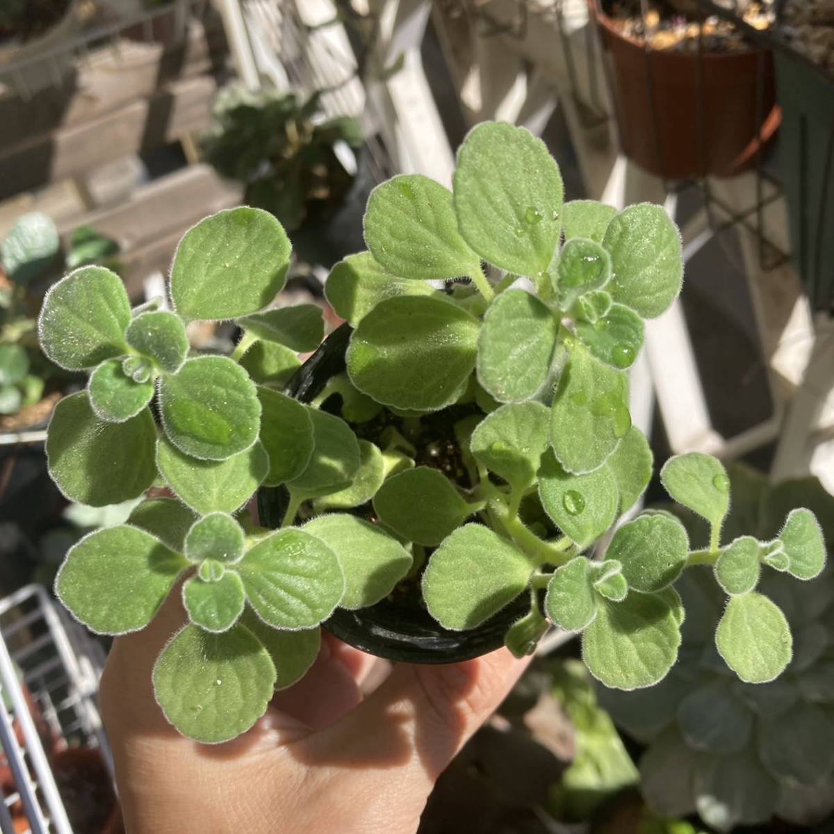 多肉植物 プレクトランサス属 アロマティカス 6cmポット カット苗 サボテン 売買されたオークション情報 Yahooの商品情報をアーカイブ公開 オークファン Aucfan Com 多肉植物 プレクトランサス属 アロマティカス 6cmポット カット苗 サボテン 売買されたオークション情報 Yahooの商品情報をアーカイブ公開 オークファン Aucfan Com