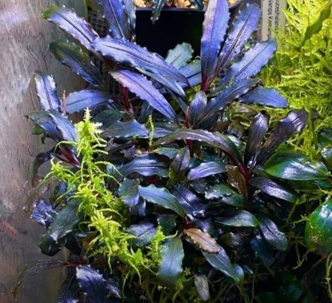 Yahoo!オークション - Bucephalandra sp.Ghost kalimantan Yahoo!オークション - Bucephalandra sp.Ghost kalimantan