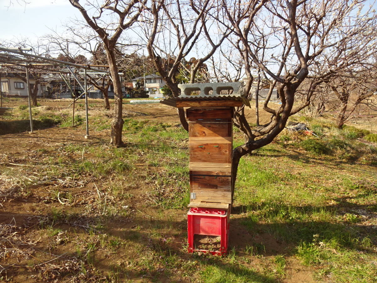 蜂蜜＝（日本蜜蜂1,1kg×2本）