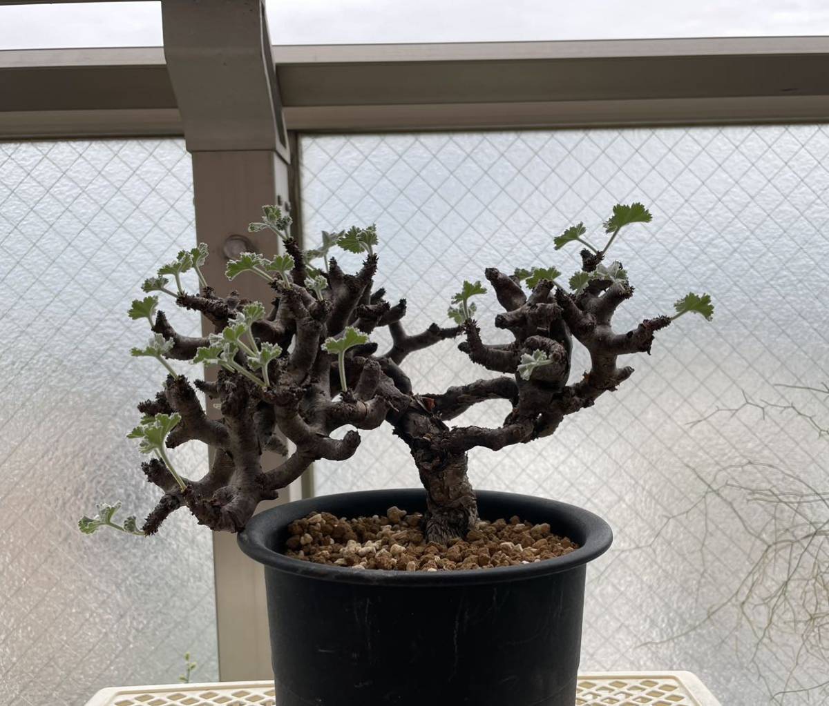 【現地株】ペラルゴニウム ミラビレ Pelargonium mirabile ペラルゴニウム ミラビレ 発根済現地株 #2