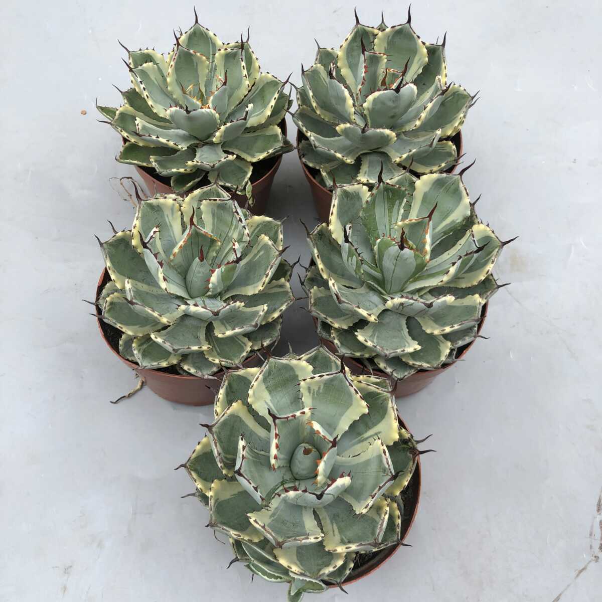 高速配送 アガベ 吉祥冠錦 極上美株 2株セット 植物/観葉植物