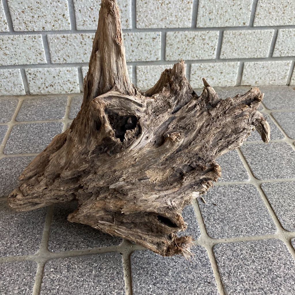 正規店仕入れの marisagandsas.com.ar 〇流木〇自然流木〇