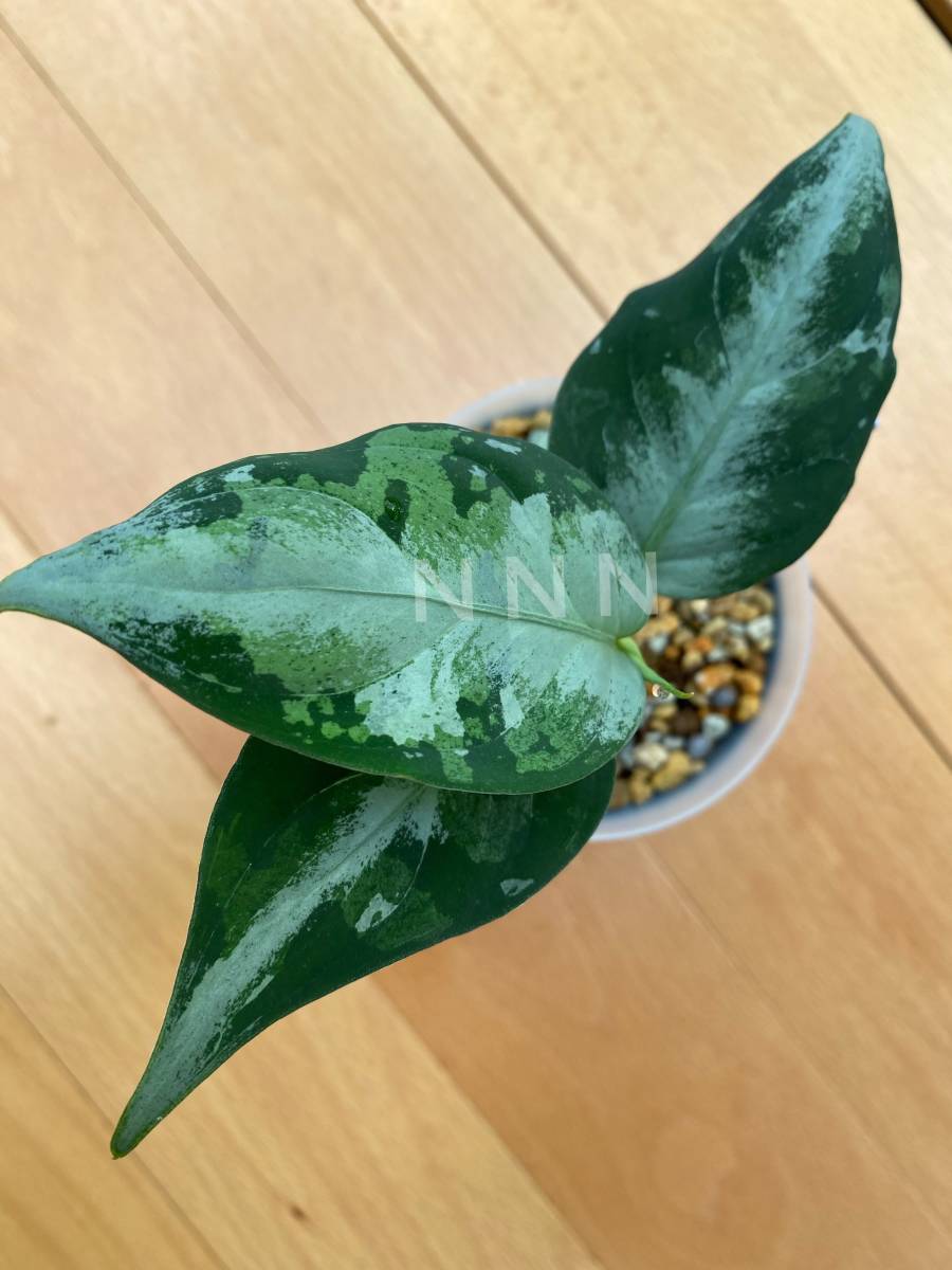 LA便ネームド株 Aglaonema Pictum'' 柳緑花紅''【LA0913-1ss】 LA便ネームド株 Aglaonema Pictum'' 柳緑花紅''【LA0913-1ss】