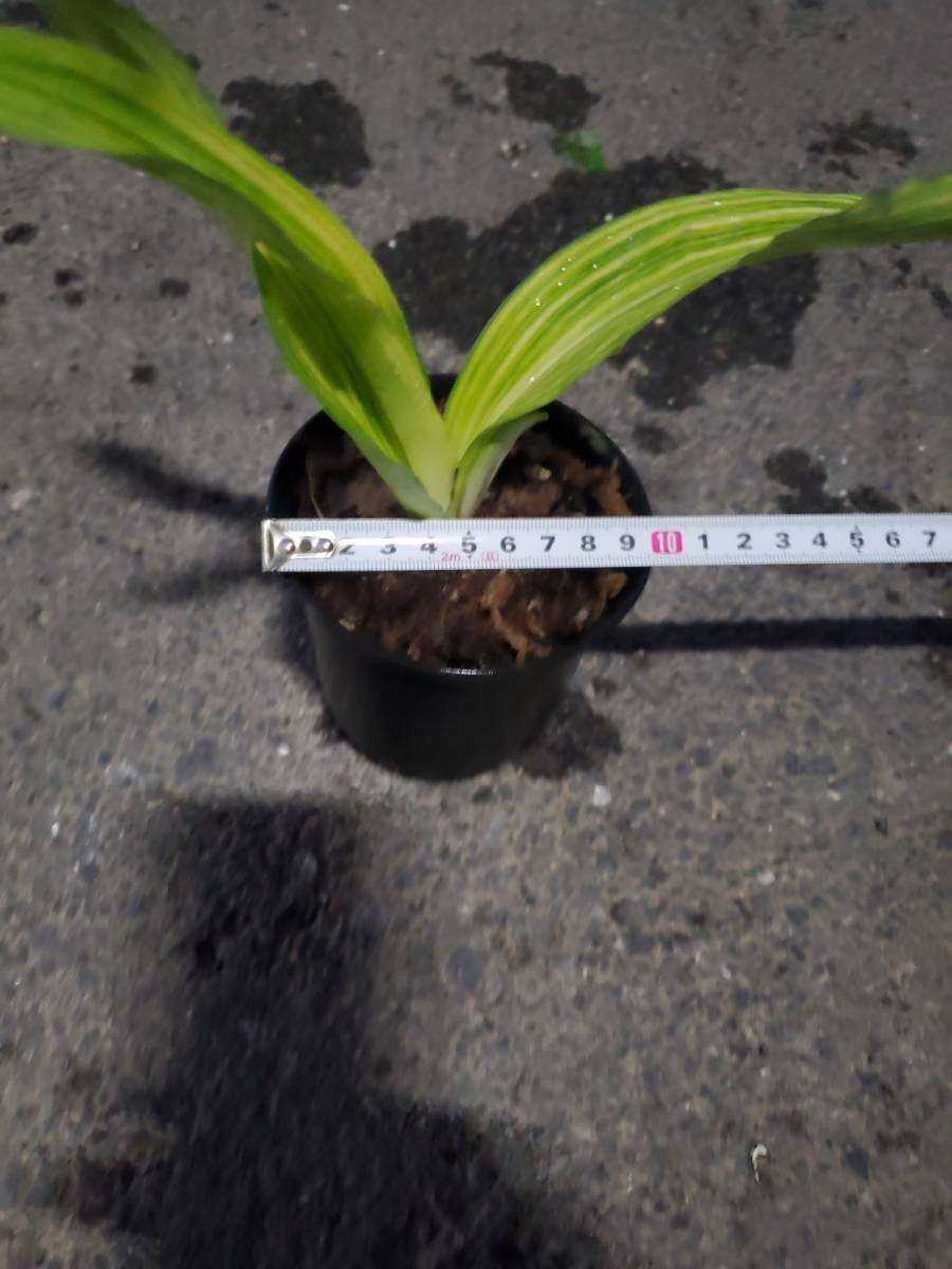 希少! 万年青 オモト おもと 抜き苗発送可能 観葉植物 希少! 万年青 オモト おもと 抜き苗発送可能 観葉植物