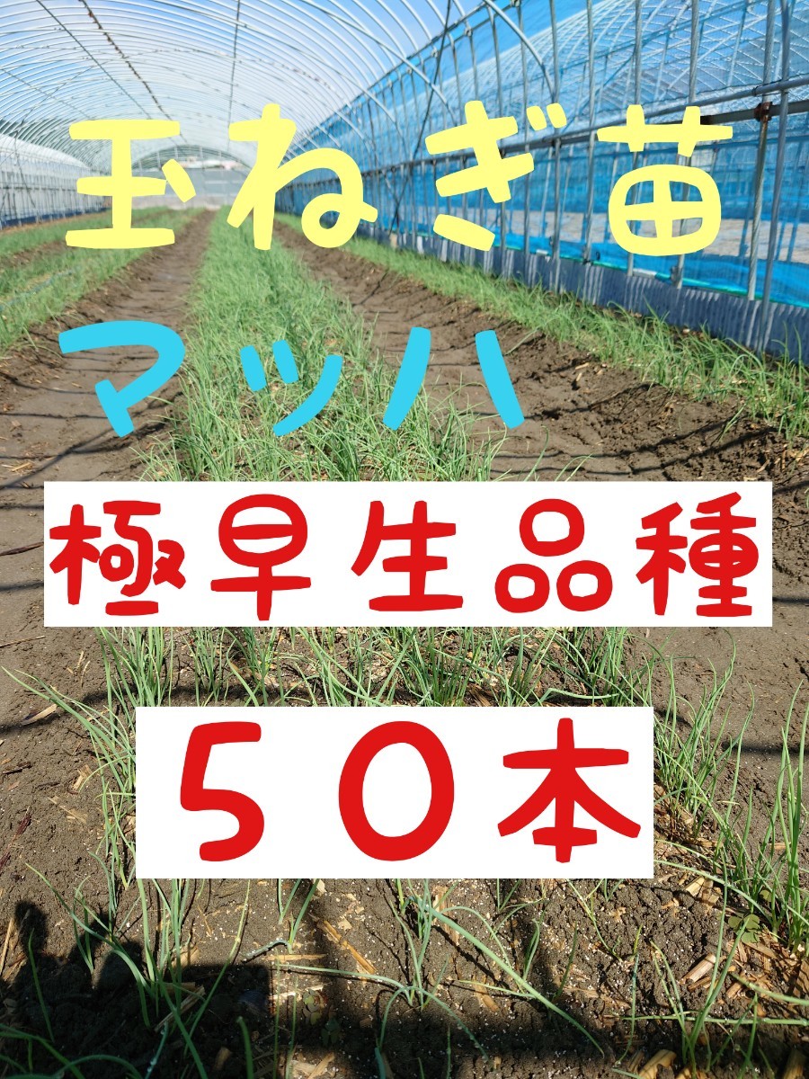 玉ねぎ苗【極早生マッハ５０本】【野菜苗】