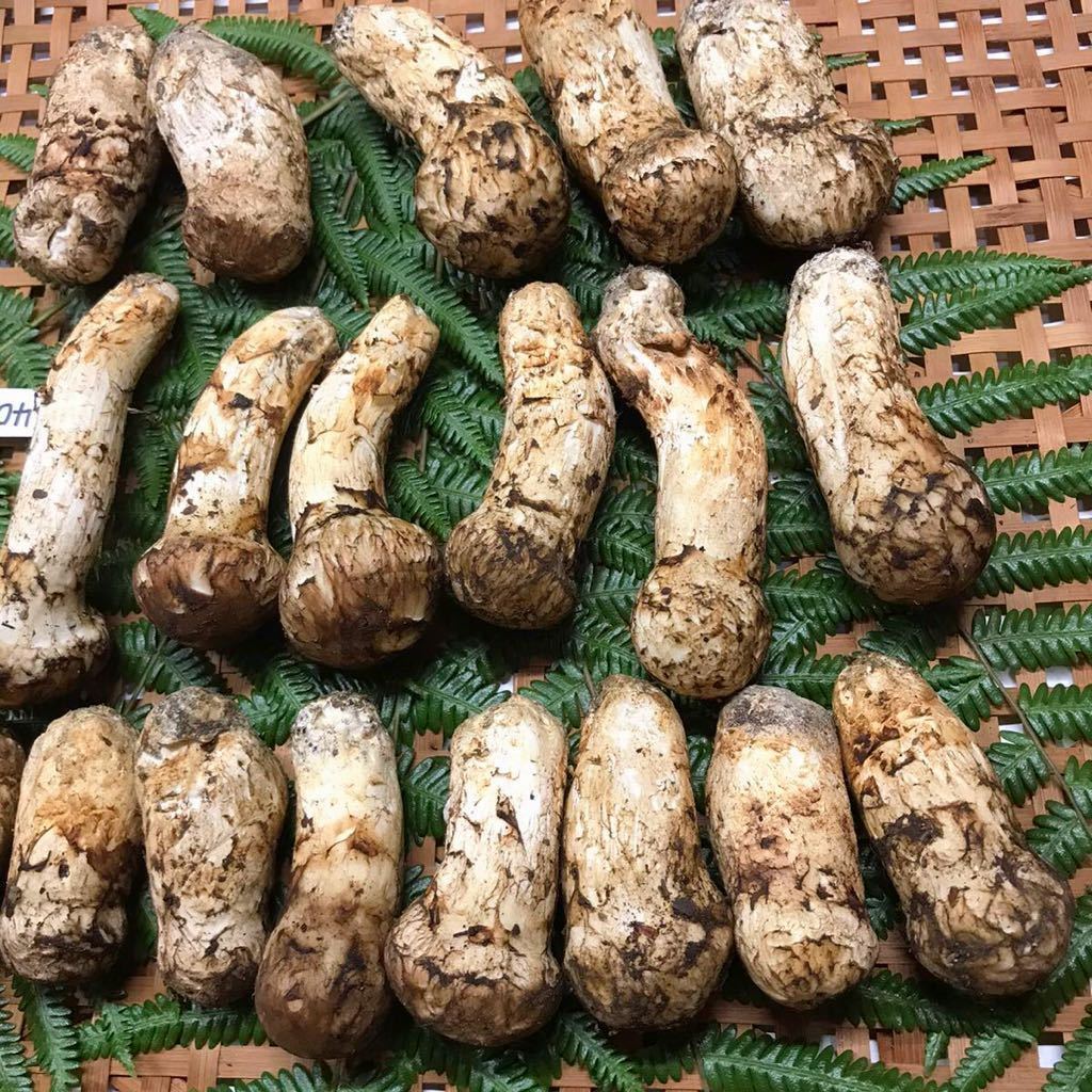 松茸 マツタケ まつたけ 国産 徳島産 コロ 19本404g 蕾 天然 松茸 マツタケ まつたけ 国産 徳島産 コロ 19本404g 蕾 天然