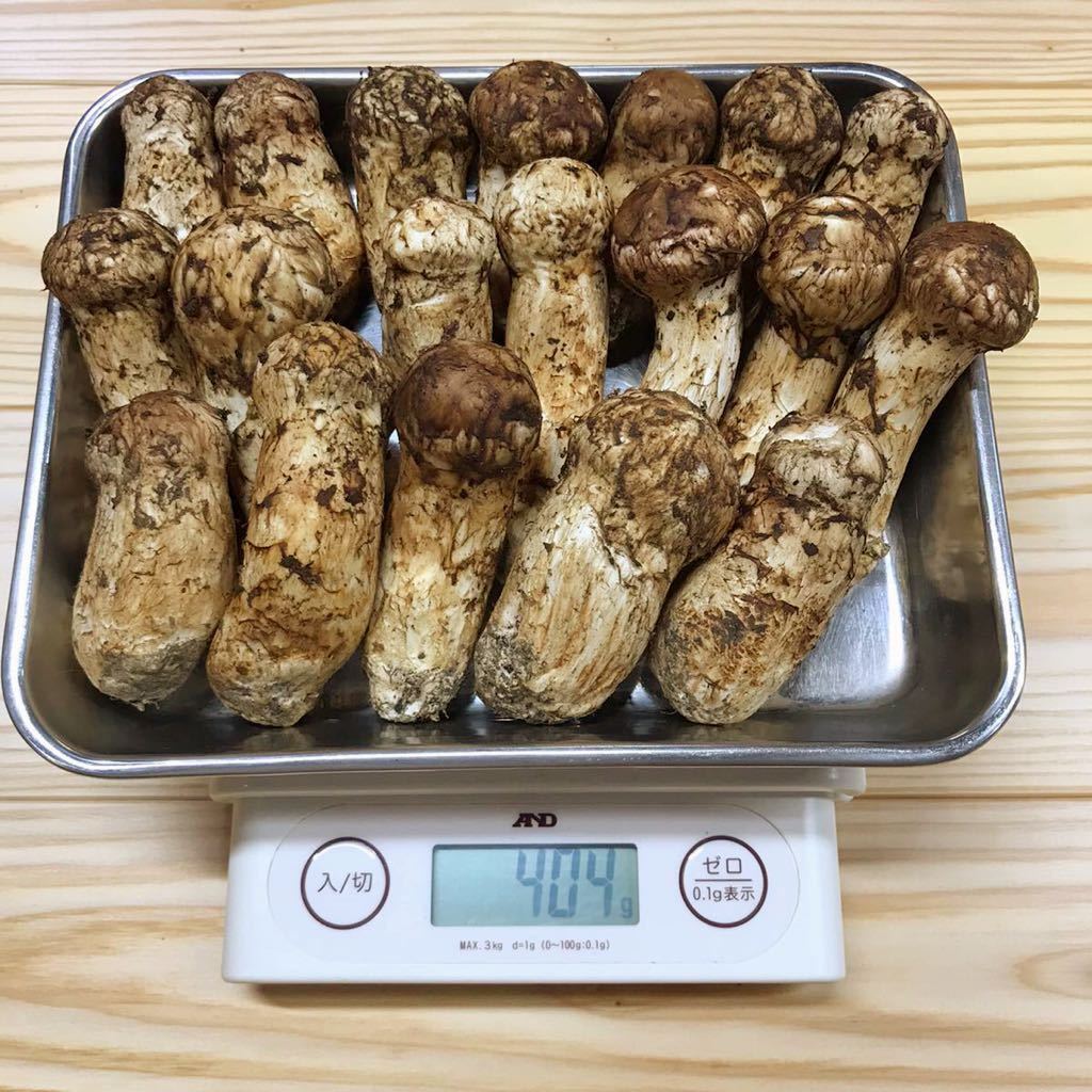 松茸 マツタケ まつたけ 国産 徳島産 コロ 19本404g 蕾 天然 松茸 マツタケ まつたけ 国産 徳島産 コロ 19本404g 蕾 天然