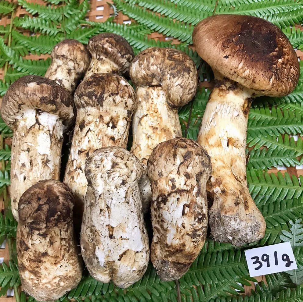 松茸 マツタケ まつたけ 国産 徳島産 391g 9本 開き 蕾 天然 キノコ 旬 - www.theivyspa.com 松茸 マツタケ まつたけ 国産 徳島産 391g 9本 開き 蕾 天然 キノコ 旬 - www.theivyspa.com