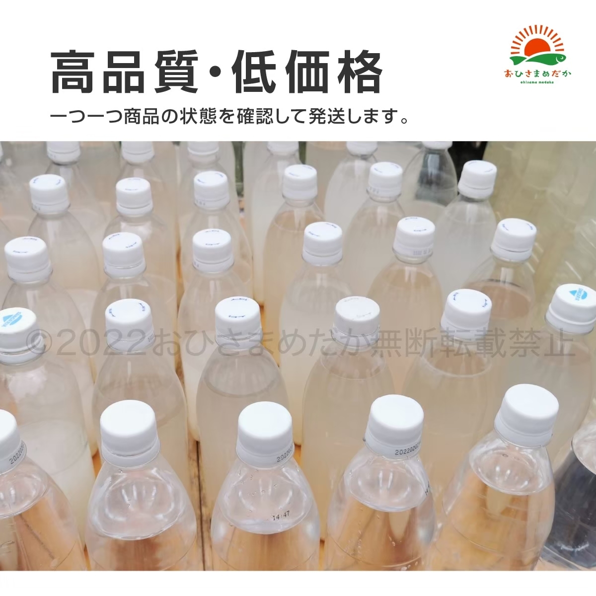 一部予約 ゾウリムシ種水 メダカの餌 防腐加工済培養液120㎖ nascd.edu.bd