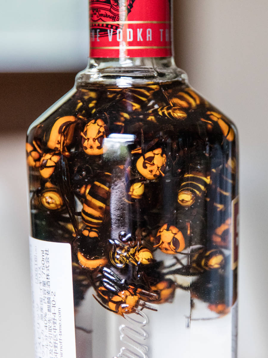 オオスズメバチ ウオッカ漬け 焼酎漬け 昆虫標本 30匹 オオスズメバチ ウオッカ漬け 焼酎漬け 昆虫標本 30匹