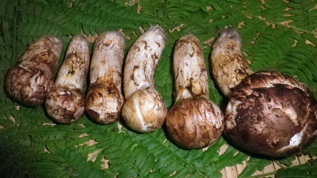 信州産松茸 最終かも? 開き割れあり - dentalmedica.com.ve