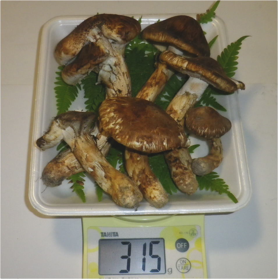 信州 松茸② - guiaviajesvirtual.com