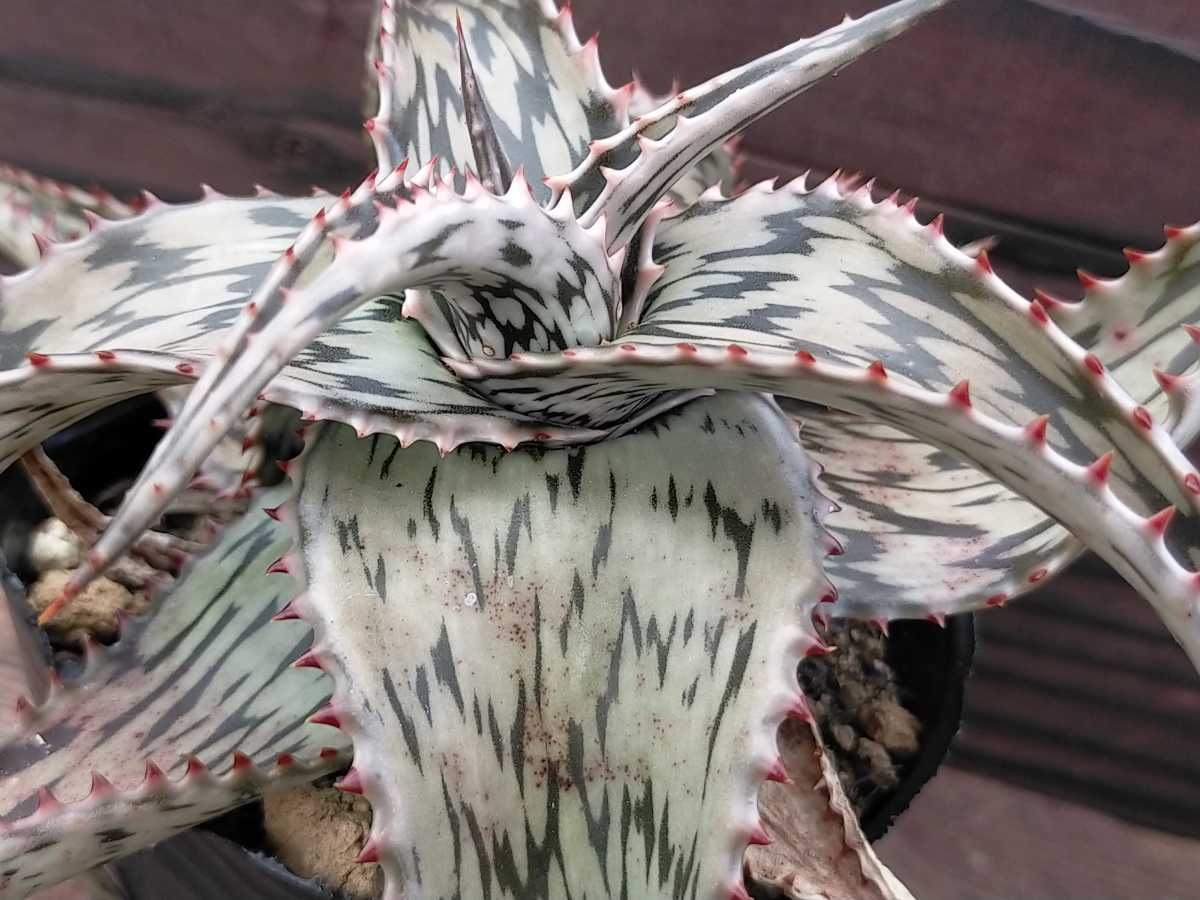 実生 ペッキー キズあり 多肉植物 アロエ ロウルサンコ