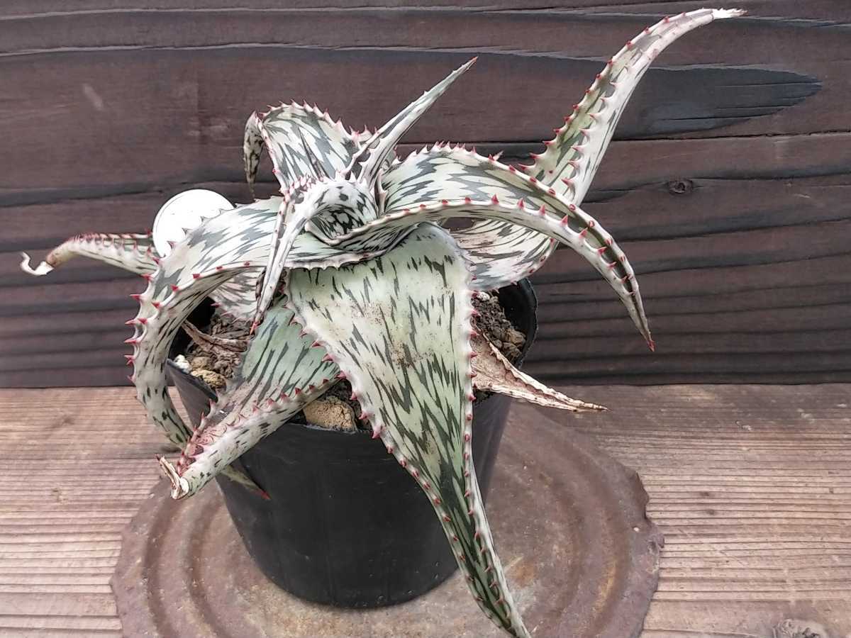 実生 ペッキー キズあり 多肉植物 アロエ ロウルサンコ | altavistasc