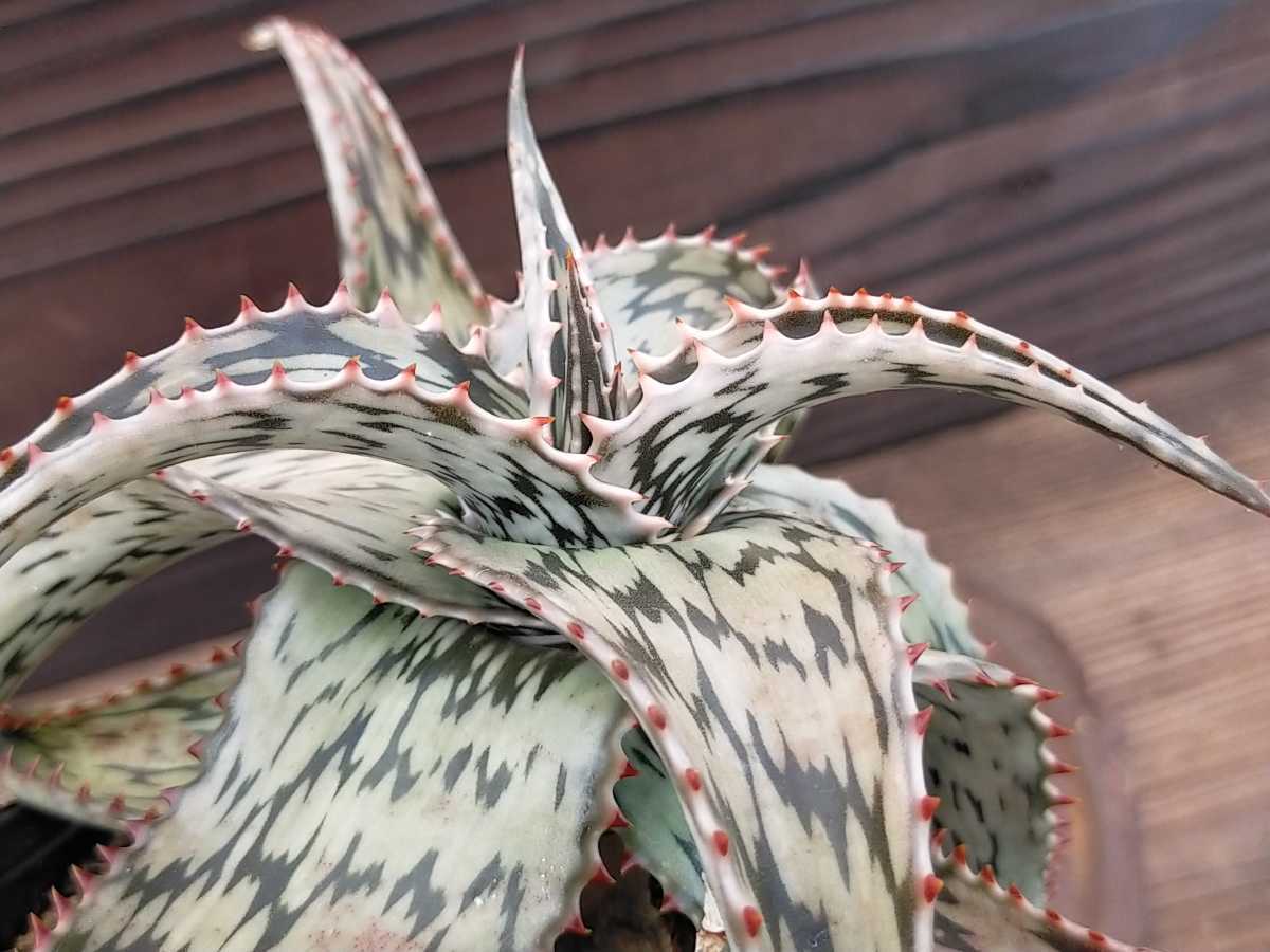 実生 ペッキー キズあり 多肉植物 アロエ ロウルサンコ