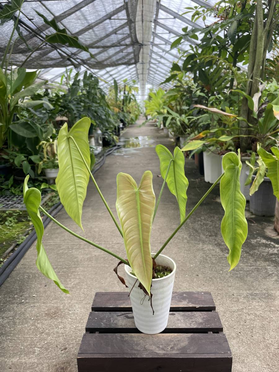 Yahoo!オークション - フィロデンドロン・テヌー PHILODENDRON Yahoo!オークション - フィロデンドロン・テヌー PHILODENDRON
