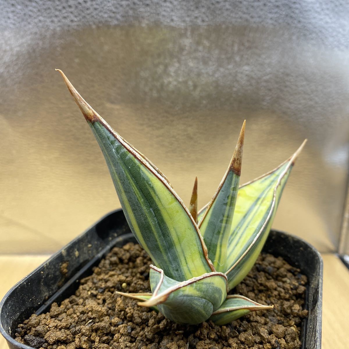 けないので 斑入り サンスベリア Sansevieria 4XKtC-m14775957810