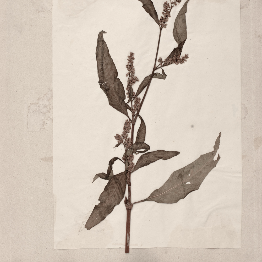 植物の標本 19, 欧州, 19世紀.（フランス 押し花 植物 花 ボタニカル アート 芸術 美術 アンティーク 古道具 絵画 素描）_画像4