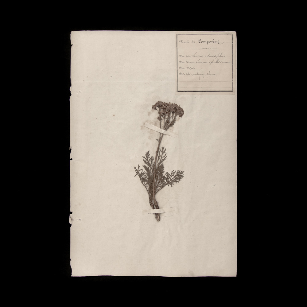 植物の標本 24, 欧州, 19世紀.（フランス 押し花 植物 花 ボタニカル アート 芸術 美術 アンティーク 古道具 絵画 素描）_画像1