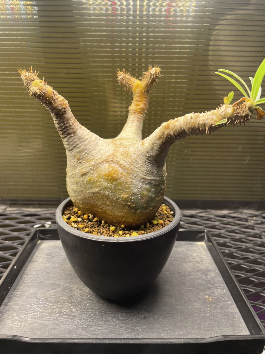 11【発根済】パキポディウム グラキリス 白肌 solucionescad.com.mx