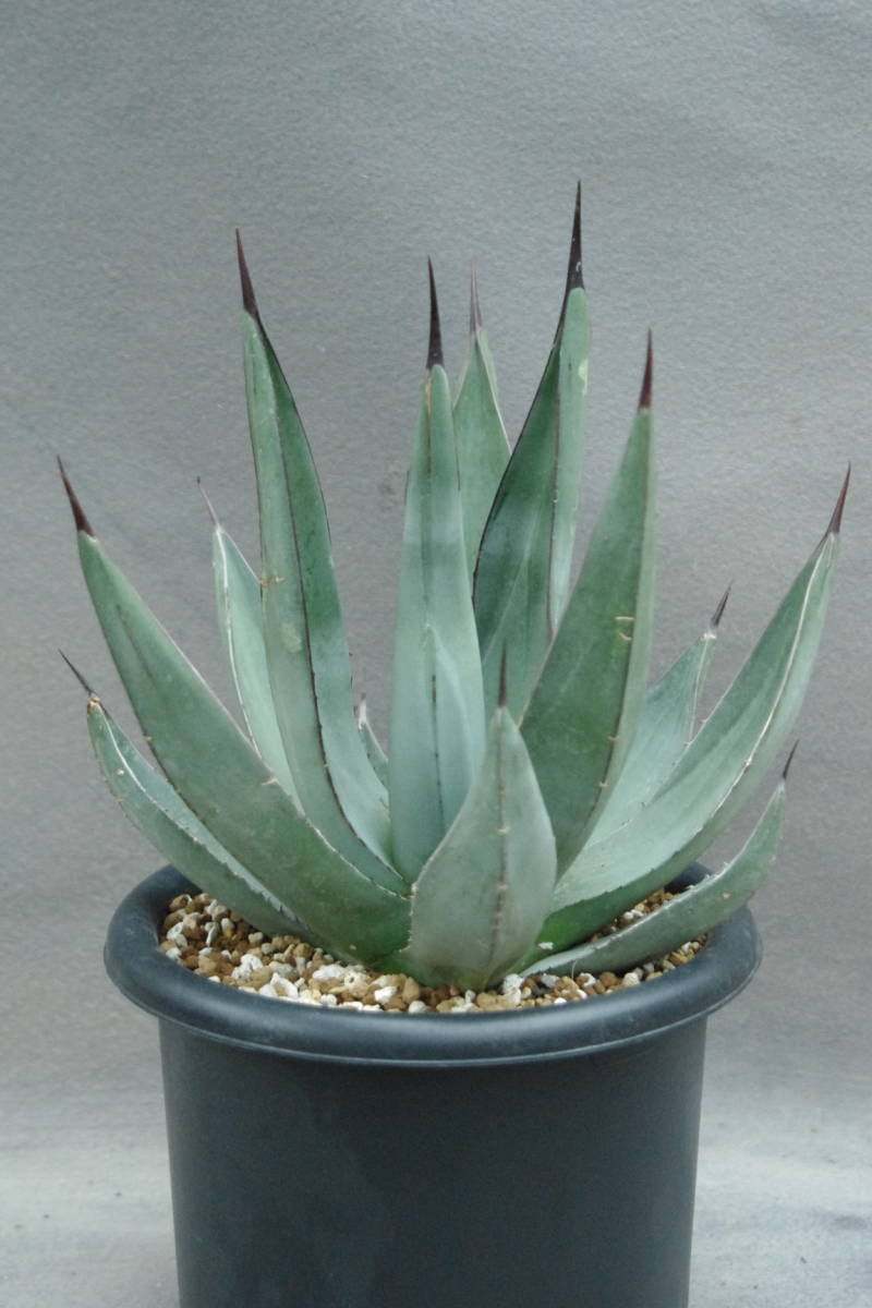 1円~ アガベ ニグラ 'シャークスキン' Agave nigra 'Sharkskin' 大株