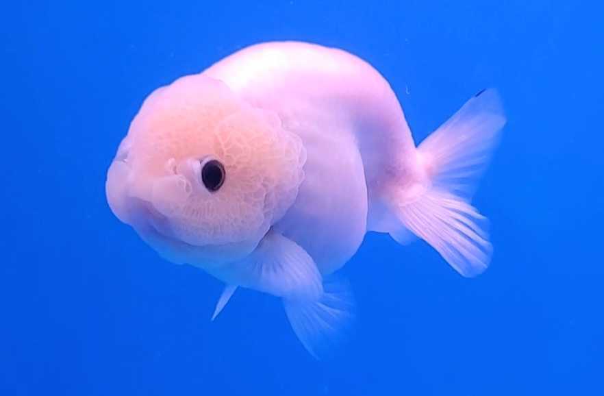 10 28-1☆同梱可☆厳選極美極上個体 ミルク らんちゅう 四つ尾 11cm位 オス 10 28-1☆同梱可☆厳選極美極上個体 ミルク らんちゅう 四つ尾 11cm位 オス