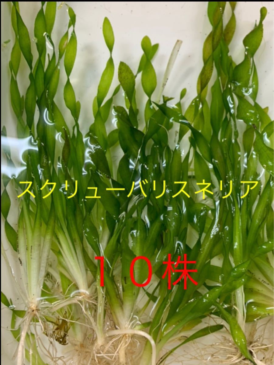 バリスネリアスピラリス ５株 №４ - 水槽用品
