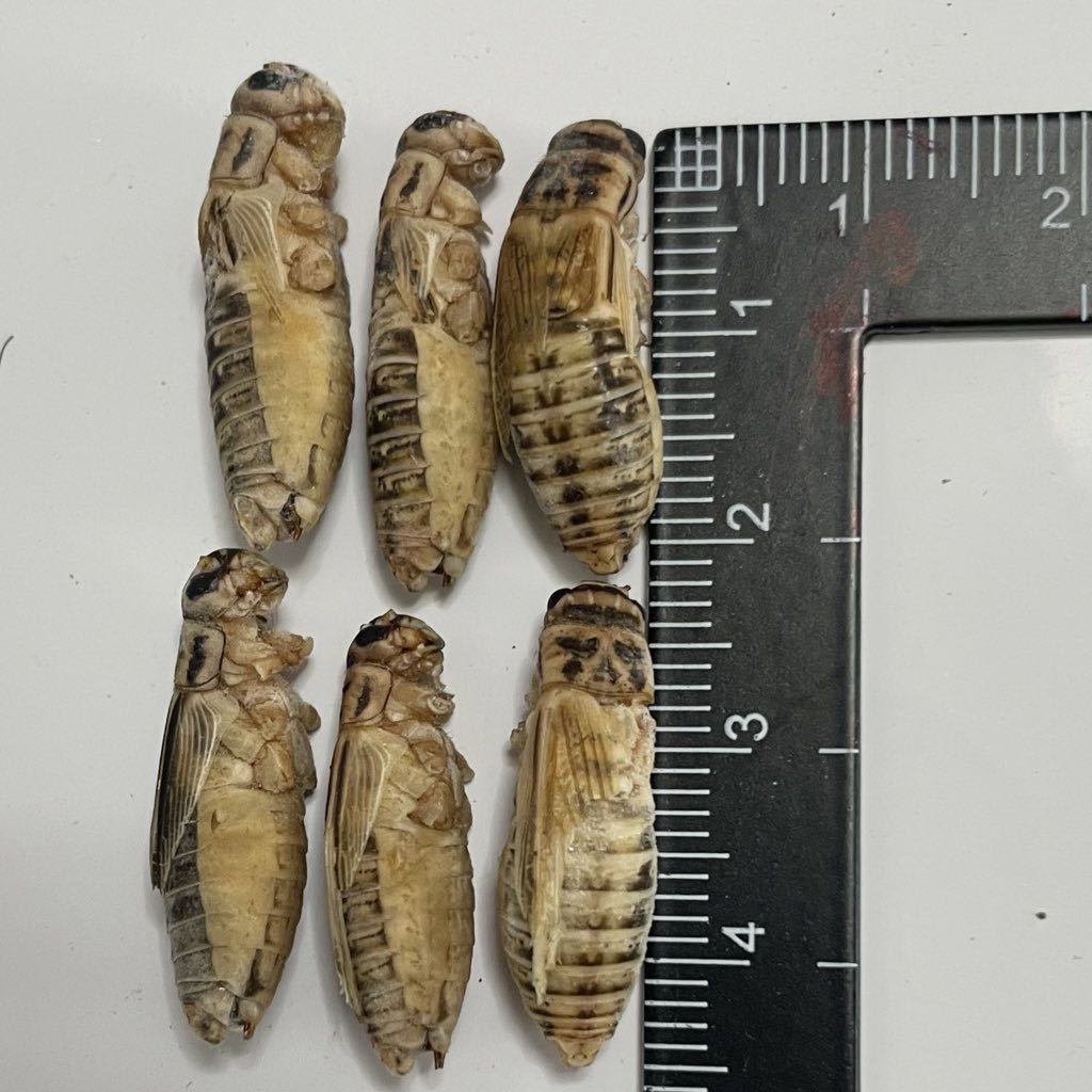 冷凍イエコオロギ 1kg 3000匹程度(エサ)|売買されたオークション情報、yahooの商品情報をアーカイブ公開 - オークファン(aucfan.com) 冷凍イエコオロギ 1kg 3000匹程度(エサ)|売買されたオークション情報、yahooの商品情報をアーカイブ公開 - オークファン(aucfan.com)