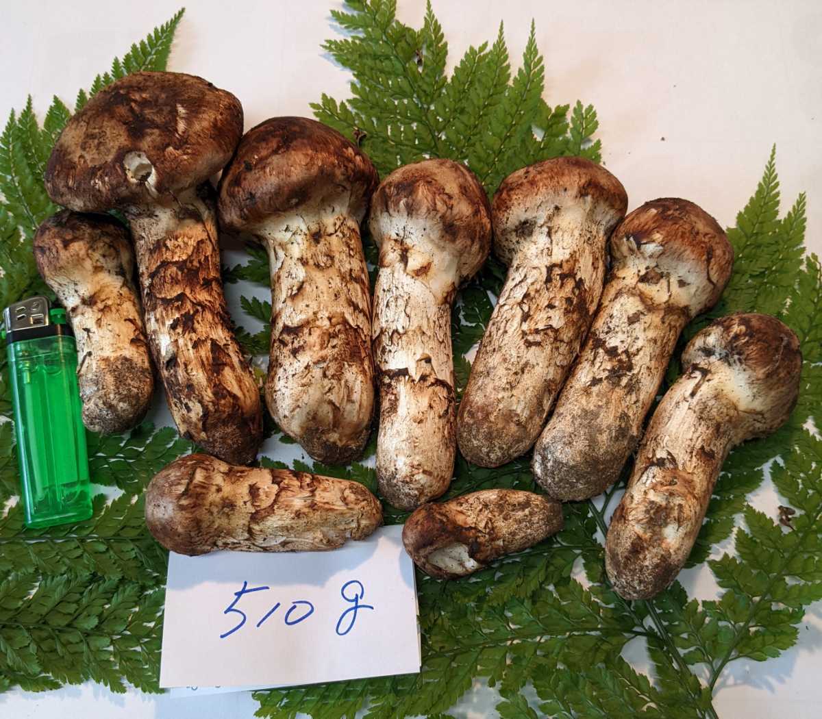新鮮松茸 山形県産 510g 13日採取 新鮮松茸 山形県産 510g 13日採取