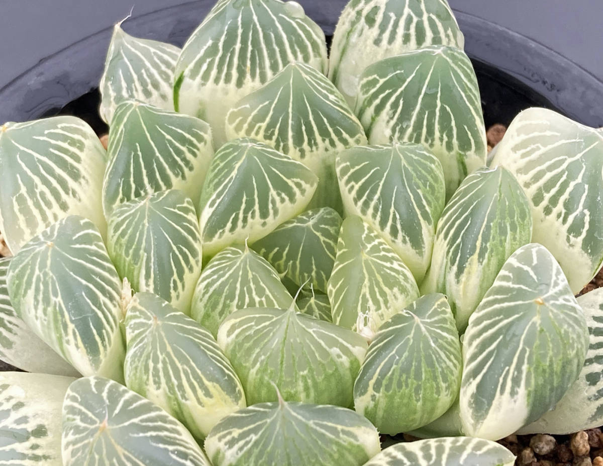 ◇多肉植物◇ハオルチア◇白蛇伝 | incalake.com
