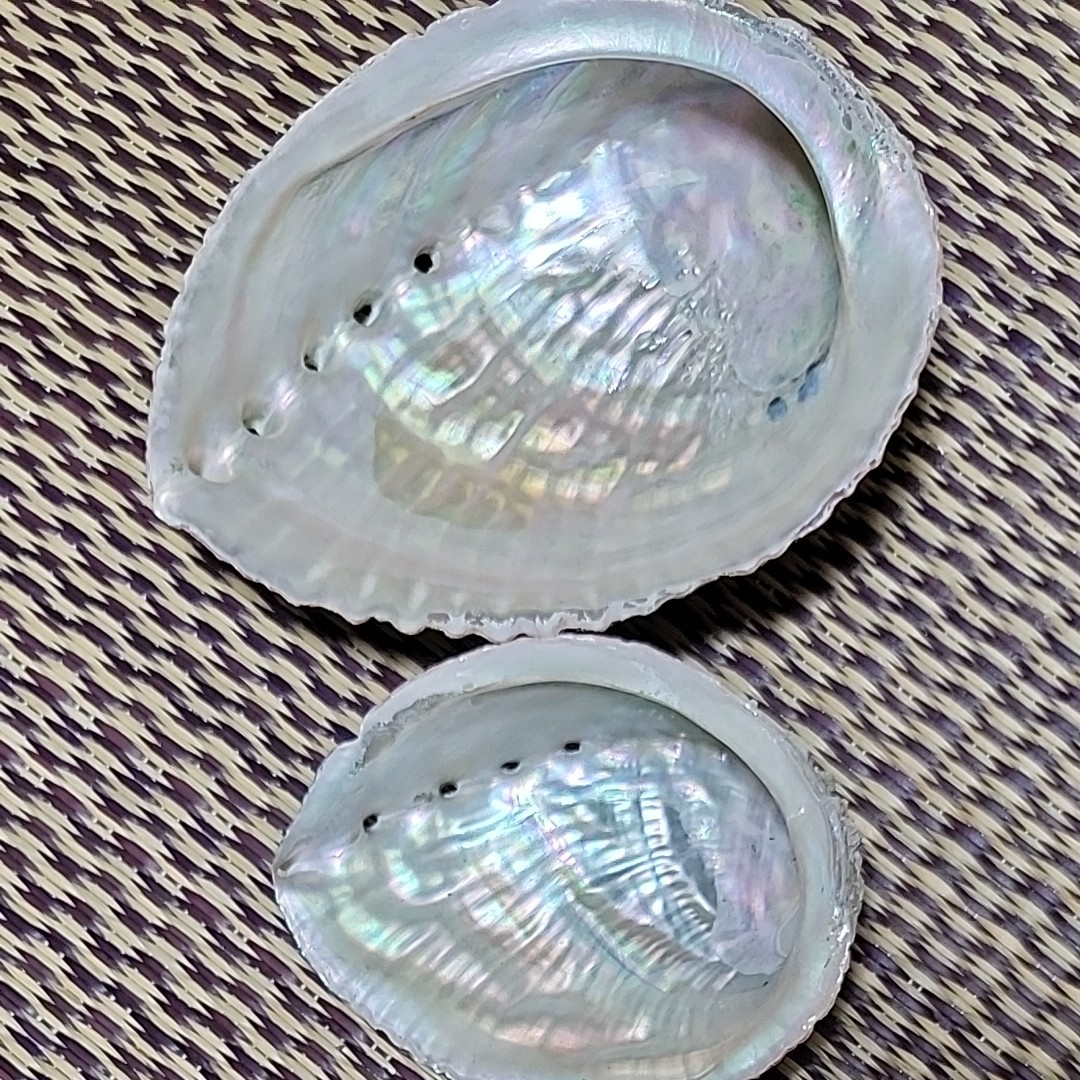 天然アワビの貝殻 大小2枚+養殖アワビの貝殻20枚｜PayPayフリマ