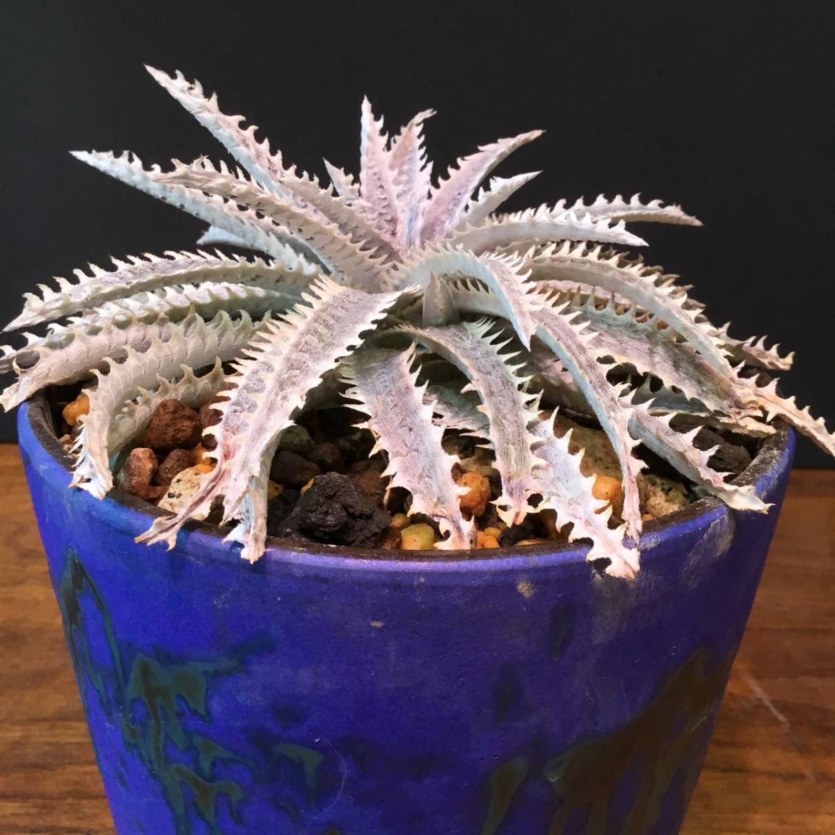 Yahoo!オークション - ディッキア スノーストーム Dyckia Yahoo!オークション - ディッキア スノーストーム Dyckia