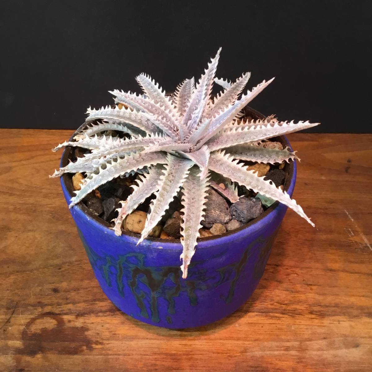 Yahoo!オークション - ディッキア スノーストーム Dyckia Yahoo!オークション - ディッキア スノーストーム Dyckia
