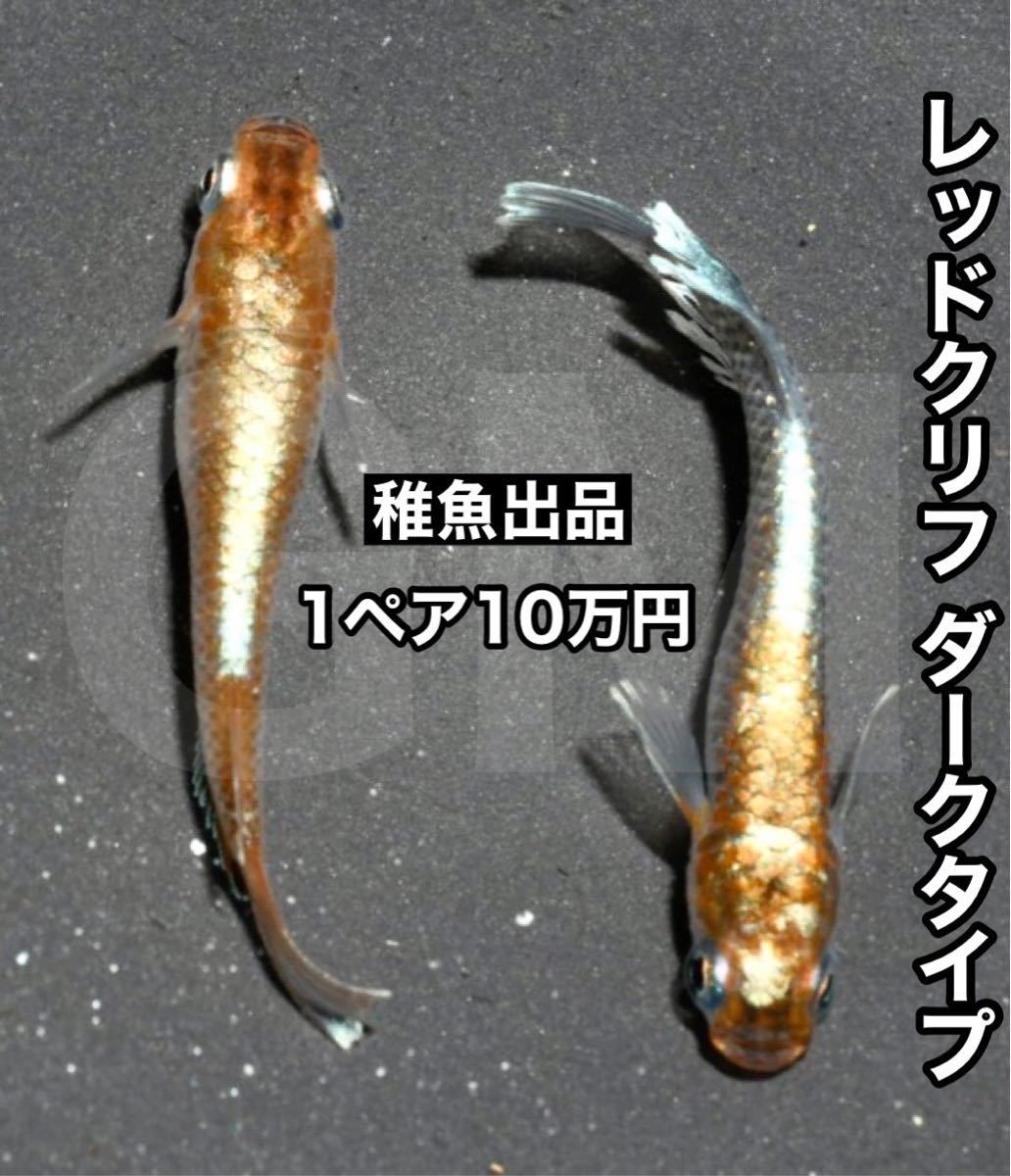 レッドクリフ ダークタイプ 稚魚 5匹 GMめだか | monsterdog.com.br
