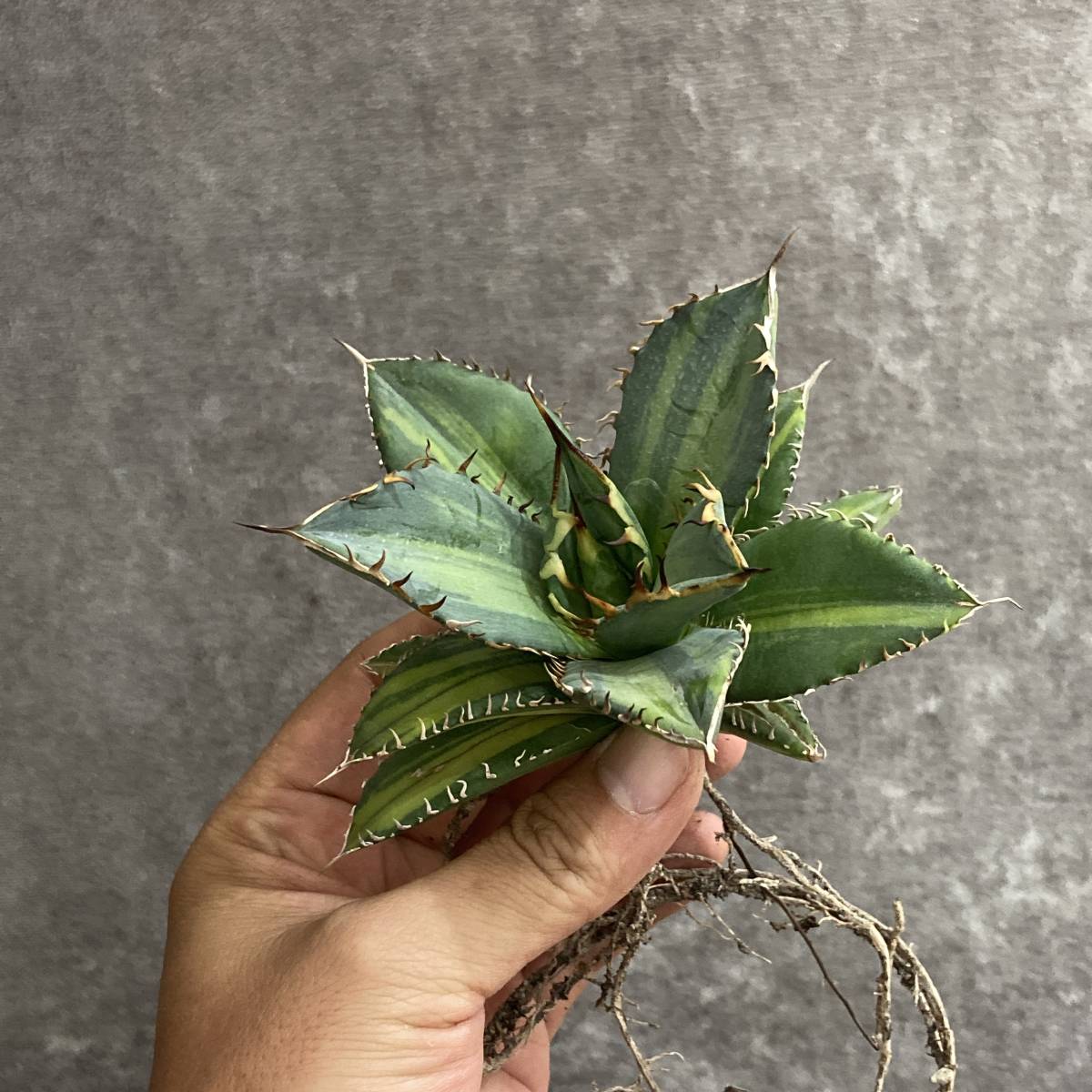 R102-1 特選 アガベ 多肉植物 チタノタ 厳竜錦 縞斑 強棘 極上美株 激 