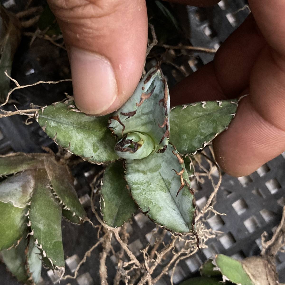 多肉植物アガベ BB チタノタ ブラックアンドブルー 黒棘 極上大株 植物