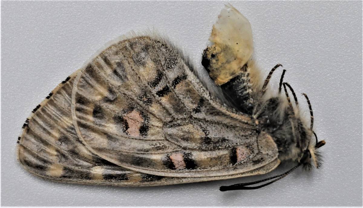 外国産蝶標本―四川省・青海省の４５００Mを超える高山に生息する幻の珍貴種―プルツェワルスキーウスバシロチョウ♀を出品いたしました。