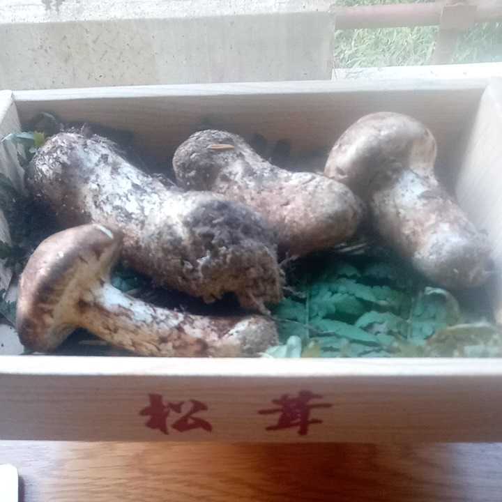 本日(7月30日)朝採り 米栂 松茸 ツガマツタケ 天然きのこ キノコ国産