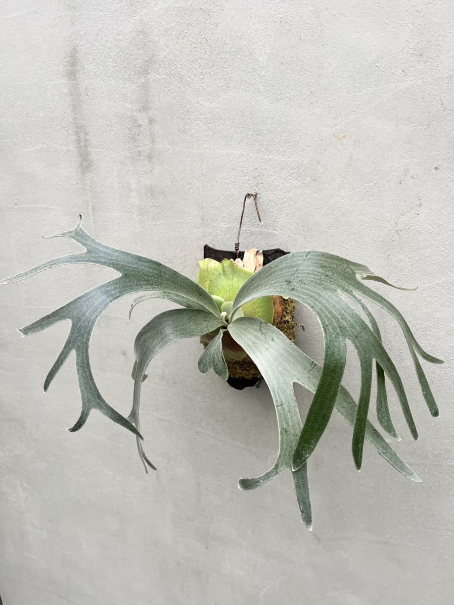 【できる】 ヤフオク! - P.willinckii × P.bifurcatum ‘Japanese Hybrid’ けします