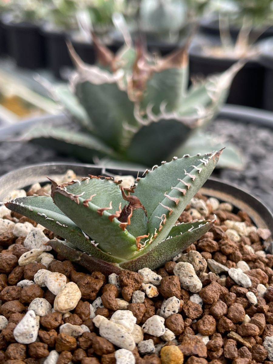 AGAVE TITANOTA チタノタ BAKEMONO 悪魔】子株 - coastalcareeracademy.com